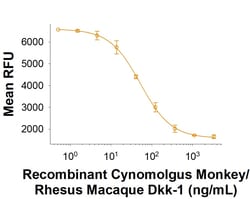 R&D Systems&trade;&nbsp;Recombinant Cynomolgus/Rhesus Macaque Dkk-1 Protein