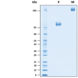 R D Systems Recombinant Human B7-H3 (4Ig)/B7-H3b Fc Chimera Protein 50 &mu;g | Buy Online | R&amp;D Systems&trade; | Fisher Scientific