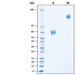 R&D Systems&trade;&nbsp;Recombinant Porcine PD-1 Fc Chimera Protein