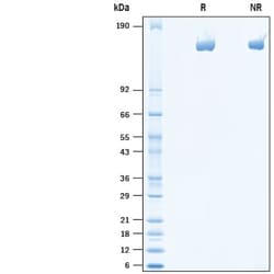R&D Systems&trade;&nbsp;Recombinant Mouse Mrc2 His-tag Protein