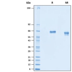 R&D Systems&trade;&nbsp;Recombinant Mouse DLL1 His-tag Protein
