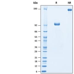 R&D Systems&trade;&nbsp;Recombinant Porcine DLL4 Fc Chimera Protein
