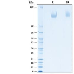 R&D Systems&trade;&nbsp;Recombinant Human MEGF9 His-tag Protein