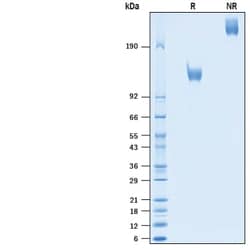 R&D Systems&trade;&nbsp;Recombinant Cynomolgus Monkey ErbB2/Her2 Fc Protein