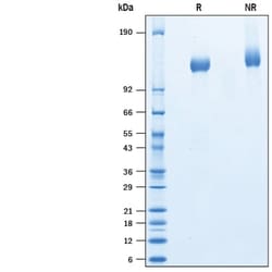 R&D Systems&trade;&nbsp;Recombinant Cynomolgus LIFR alpha His-tag Protein