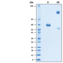 R&D Systems&trade;&nbsp;Recombinant BatCoV RaTG13 Spike RBD Fc Chimera Protein