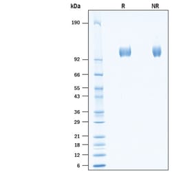 R&D Systems&trade;&nbsp;Recombinant Canine ACE-2 His-tag Protein