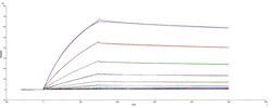 R D Systems Recombinant SARS-CoV-2 Spike S1 Subunit His-tag Protein 100