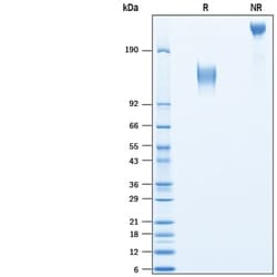 R&D Systems&trade;&nbsp;Recombinant Cynomolgus Monkey Mer Fc Chimera Protein