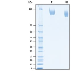 R&D Systems&trade;&nbsp;Recombinant SARS-CoV-2 Spike His-tag Protein