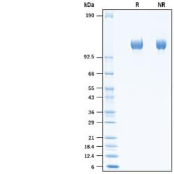 R&D Systems&trade;&nbsp;Recombinant Chicken ACE-2 His-tag Protein