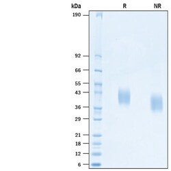 R&D Systems&trade;&nbsp;Recombinant BatCoV RaTG13 Spike RBD His-tag Protein