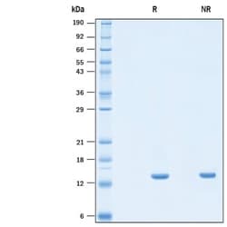 R&D Systems&trade;&nbsp;Recombinant Human ERMAP His-tag Protein