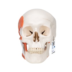 3B Scientific&trade;&nbsp;TMJ Human Skull Model, 2 Part - includes 3B Smart Anatomy