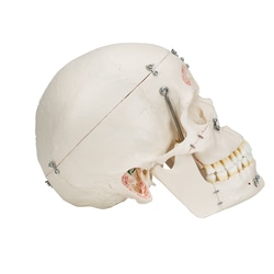 3B Scientific Deluxe Demonstration Human Skull with 3B Smart Anatomy Anatomy studies | Buy Online | 3B Scientific&trade; | Fisher Scientific