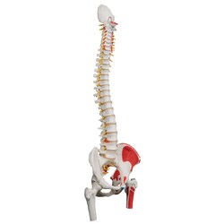 3B Scientific Classic Flexible Spine Model - includes 3B Smart Anatomy