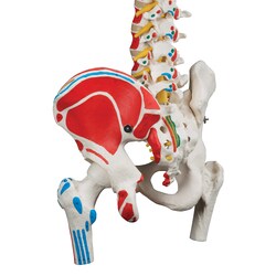 3B Scientific Classic Flexible Spine Model - includes 3B Smart Anatomy