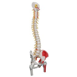 3B Scientific Deluxe Flexible Spine Model with Femur Heads and Painted Muscles - includes 3B Smart Anatomy 1 | Buy Online | 3B Scientific&trade; | Fisher Scientific
