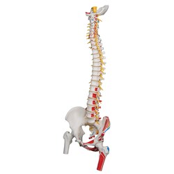3B Scientific Deluxe Flexible Spine Model with Femur Heads and Painted Muscles - includes 3B Smart Anatomy 1 | Buy Online | 3B Scientific&trade; | Fisher Scientific