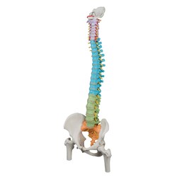 Life-Size Flexible Human Spine Model - 34.25 Inch Anatomy Spine With Stand & Nerves
