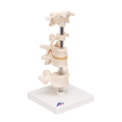 3B Scientific Mounted Vertebrae - includes 3B Smart Anatomy Vertebrae Model;