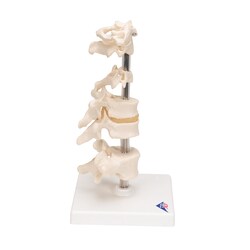 3B Scientific Mounted Vertebrae - includes 3B Smart Anatomy Vertebrae Model;