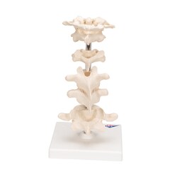 3B Scientific Mounted Vertebrae - includes 3B Smart Anatomy Vertebrae Model;