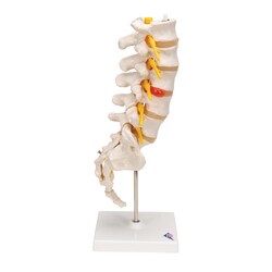 3B Scientific Lumbar Spinal Column Model - includes 3B Smart Anatomy Lumbar