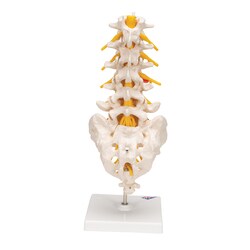 3B Scientific Lumbar Spinal Column Model - includes 3B Smart Anatomy Lumbar