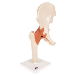 3B Scientific Deluxe Functional Joints - includes 3B Smart Anatomy 12.5 in. | Buy Online | 3B Scientific&trade; | Fisher Scientific
