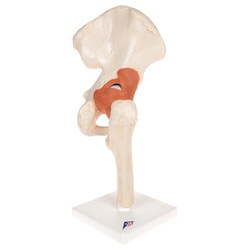 3B Scientific Deluxe Functional Joints - includes 3B Smart Anatomy 12.5 in. | Buy Online | 3B Scientific&trade; | Fisher Scientific