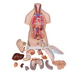 3B Scientific Student Torso with Head, 16-Part - includes 3B Smart Anatomy