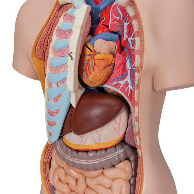 3B Scientific Student Torso with Head, 16-Part - includes 3B Smart