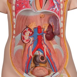3B Scientific Student Torso with Head, 16-Part - includes 3B Smart Anatomy