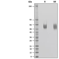 R&D Systems&trade;&nbsp;Recombinant Human B7-H7/HHLA2 His-tag Protein