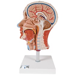3B Scientific™ Half of Head and Neck - includes 3B Smart Anatomy
