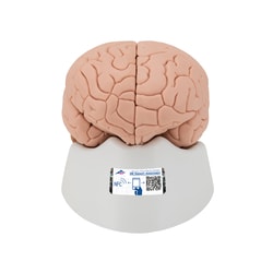 3B Scientific™ Human Brain Model