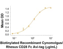 R&D Systems&trade;&nbsp;Recombinant Human/Cynomolgus/Rhesus CD28 Fc Avi-tag