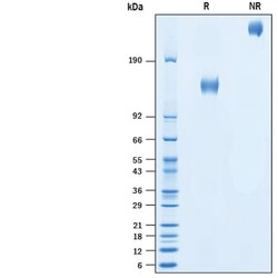 R D Systems Recombinant Human CD45RB Fc Chimera Protein 50 &mu;g | Buy Online | R&amp;D Systems&trade; | Fisher Scientific