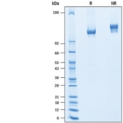 R&D Systems&trade;&nbsp;Recombinant Mouse CEACAM-5/CD66e His-tag Protein