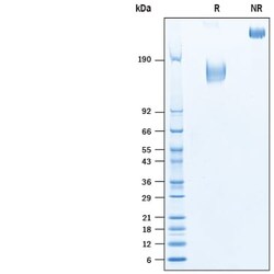 R&D Systems&trade;&nbsp;Recombinant Human CEACAM-5/CD66e Fc Chimera Protein