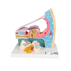 3B Scientific™ Organ of Corti Model with Representation in Cochlea