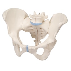 3B Scientific Three-Part Female Pelvis with Ligaments - includes 3B Smart