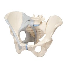 3B Scientific Three-Part Female Pelvis with Ligaments - includes 3B Smart