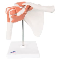 3B Scientific&trade;&nbsp;Functional Joint Models - includes 3B Smart Anatomy
