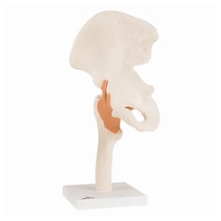 3B Scientific Functional Joint Models - includes 3B Smart Anatomy:Education