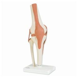 3B Scientific Functional Joint Models - includes 3B Smart Anatomy:Education