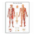 3B Scientific™ Anatomy Posters