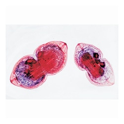 3B Scientific™ Mollusca Slide Set