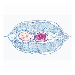 3B Scientific™ Cephalochordata Slide Set